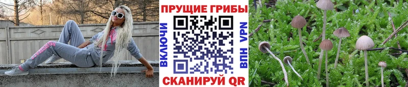 магазин продажи   маркетплейс клад  Галлюциногенные грибы прущие грибы  Дальнереченск 